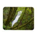Search for veil magnets Forest