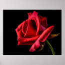 Search for rose background posters Green