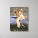 Search for wildcats canvas prints Lion
