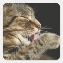 Search for cat head stickers Close up