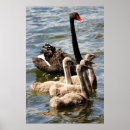 Search for black swan posters Nature