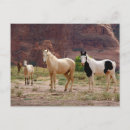 Search for colt postcards Stallion
