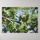 Search for squirrel pictures posters Cute