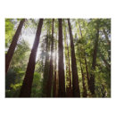 Search for redwood posters Trees