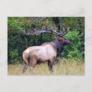 Search for big game postcards Bull