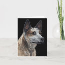 Search for acd cards Queensland heeler