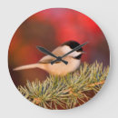 Search for atlas clocks Cedrus atlantica