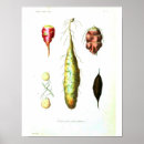 Search for vegetable posters Botanical