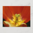 Search for pedals postcards Floral