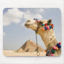 Search for egypt electronics Transportation