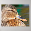 Search for mallards posters Nature
