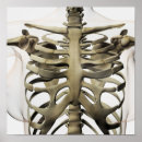 Search for sternum posters Medical