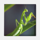 Search for mantis magnets Green