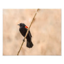 Search for winged photography Red winged blackbird