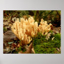 Search for edible mushroom posters Fungus