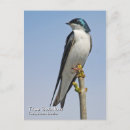 Search for tree swallows postcards Tachycineta bicolor