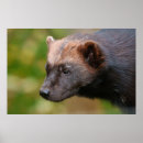 Search for wolverine posters Wildlife
