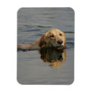 Search for dog coat magnets Retriever