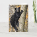 Search for climbing tree postcards Ursus americanus