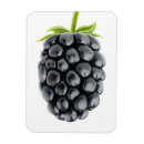 Search for blackberry magnets Blackberries