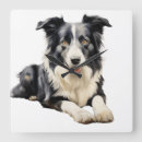Search for border collie clocks White