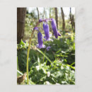 Search for bluebell flowers postcards Purple