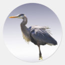 Search for great blue heron stickers Bird