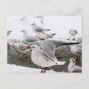 Search for water bird invitations Birds