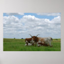 Search for longhorn posters Cows