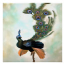 Search for courtship posters Birds