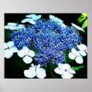 Search for close ups posters Floral