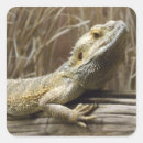 Search for bearded dragon photography Nature