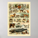 Search for adolphe millot posters Vintage