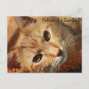 Search for animal quotes postcards Humour