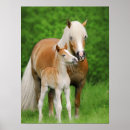 Search for cute foals posters Horse