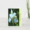 Search for white iris cards Photography