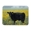 Search for field magnets Calf