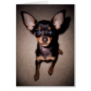 Search for doberman pinscher dog cards Puppies