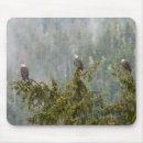 Search for alaska eagle mousepads Bird