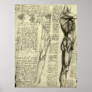 Search for human anatomy posters Muscles