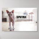 Search for sphynx cat art Cats