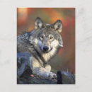 Search for wild wolf postcards Animal