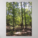 Search for acres Forest