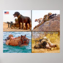 Search for k 9 posters German shepherd