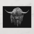 Search for scottish postcards Cattle