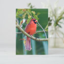 Search for cardinal note cards Nature