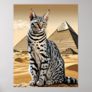 Search for cat breeds posters Animals