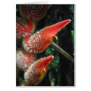 Search for heliconia Botanical