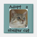 Search for adoptive photography Cat