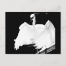Search for kill postcards Bird